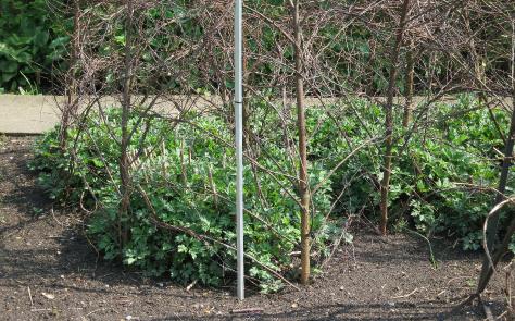 artemisiaforsprrosenschleiergarnonswilliams