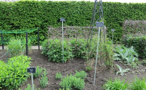 artemisiaforspr1rosenschleiergarnonswilliams