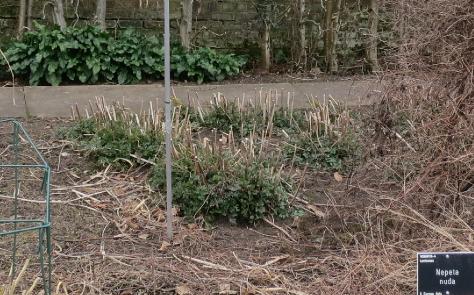 artemisiaforwinrosenschleiergarnonswilliams