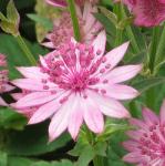 astrantiaflo1romagarnonswilliams