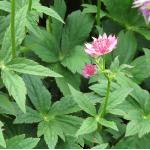 astrantiafol1romagarnonswilliams
