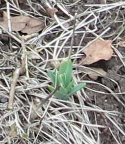 astrantiafolwinromagarnonswilliams
