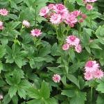astrantiaforromagarnonswilliams