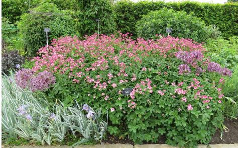 astrantiaforsumromagarnonswilliams