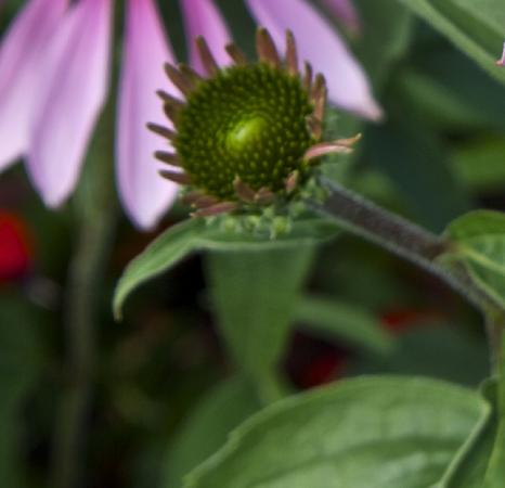echinaceaflobudpurpurearubygiantkavanagh