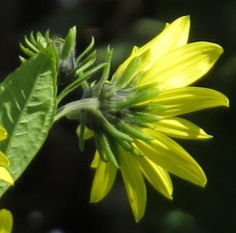 helianthusflo2lemonqueengarnonswilliams