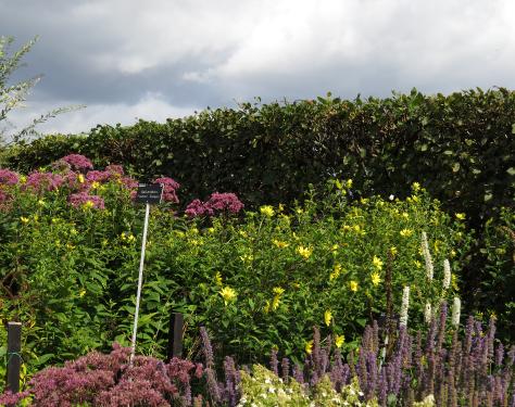 helianthusfolautlemonqueengarnonswilliams