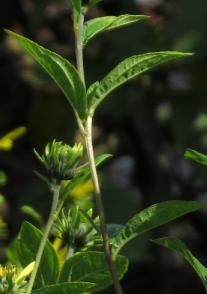 helianthusfolaut1lemonqueengarnonswilliams