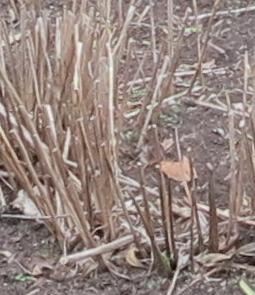 helianthusfolwinlemonqueengarnonswilliams