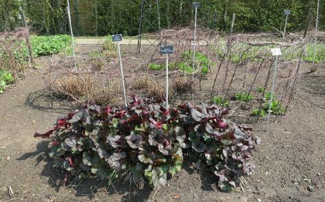 ligulariaforsprbrittmariecrawfordgarnonswilliams