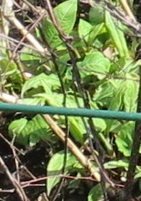 persicariafolspramplexicaulisfiretailgarnonswilliams