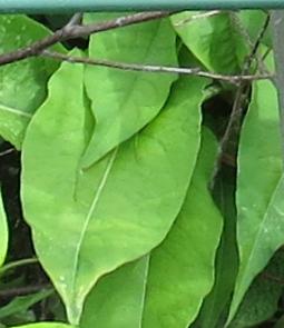 persicariafolspr1amplexicaulisfiretailgarnonswilliams