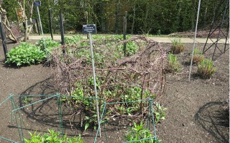 persicariaforspramplexicaulisfiretailgarnonswilliams