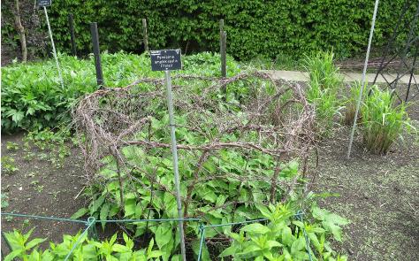 persicariaforspr1amplexicaulisfiretailgarnonswilliams