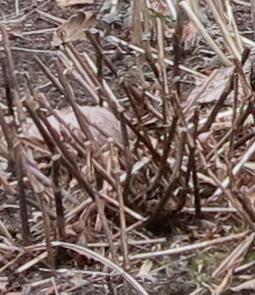 pesicariafolwinamplexicaulisfiretailgarnonswilliams