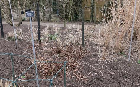 pesicariaforwinamplexicaulisfiretailgarnonswilliams