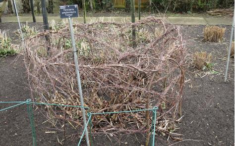 pesicariasupportamplexicaulisfiretailgarnonswilliams