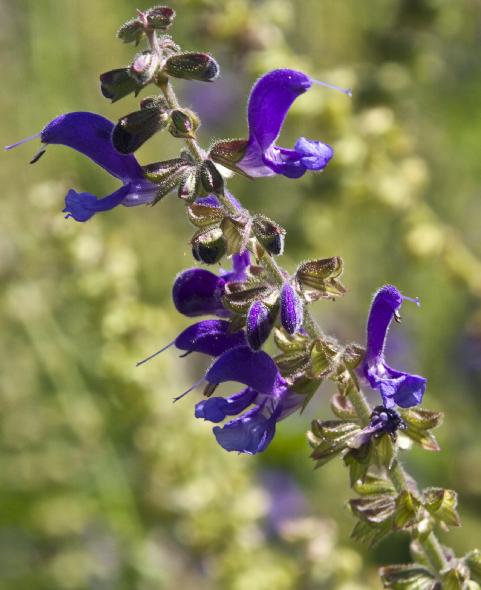 salviaflostranssylvanicabluespirekavanagh