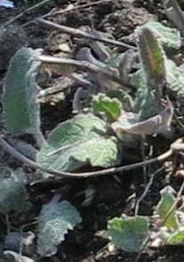 salviafolsprtranssylvanicabluespiregarnonswilliams