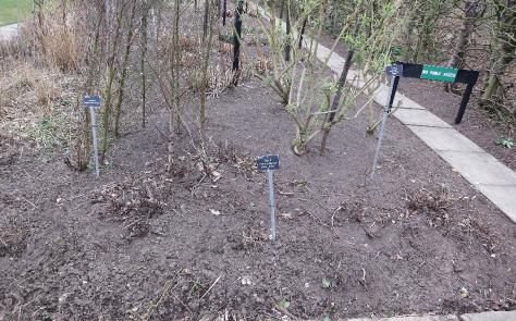 salviaforwintranssylvanicabluespiregarnonswilliams