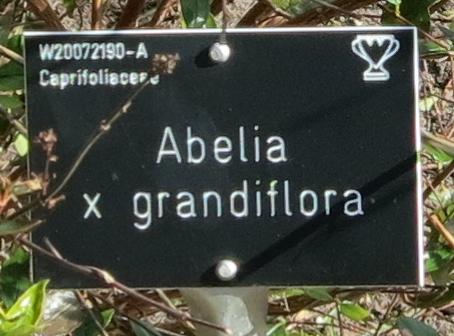 abelialabel2xgrandifloragarnonswilliams