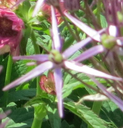 alliumflocristophiigarnonswilliams