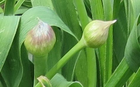 alliumflobud1cristophiigarnonswilliams