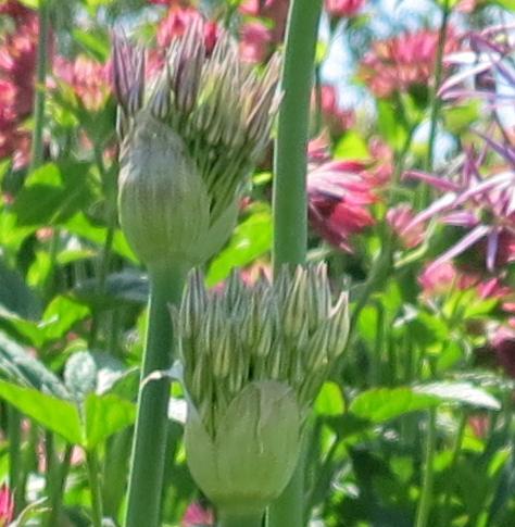 alliumflobud2cristophiigarnonswilliams