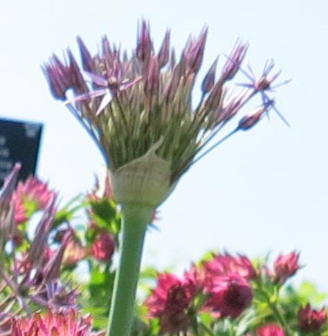 alliumflobud3cristophiigarnonswilliams