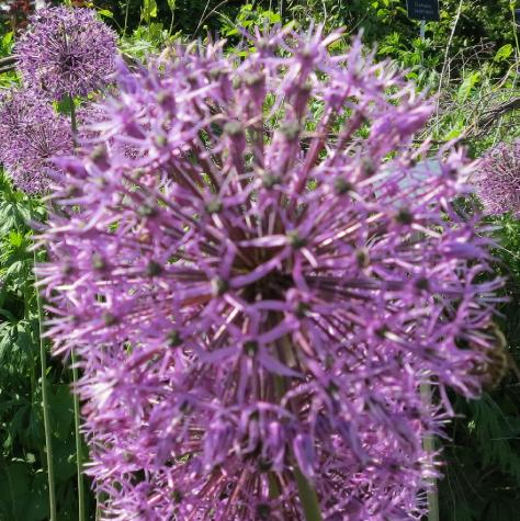 alliumflos1cristophiigarnonswilliams