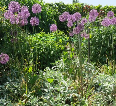 alliumflos2cristophiigarnonswilliams