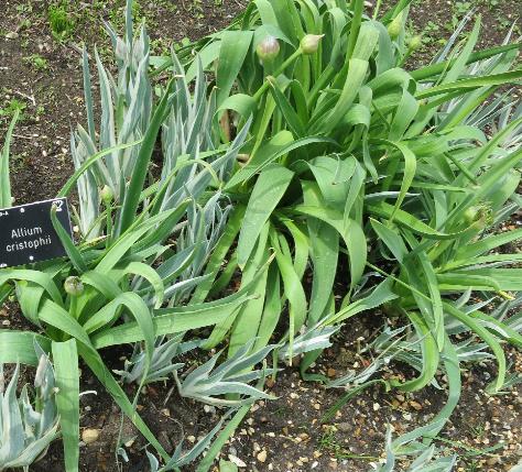 alliumfolcristophiigarnonswilliams