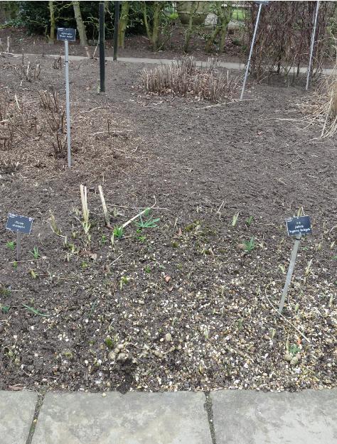 alliumforsprcristophiigarnonswilliams