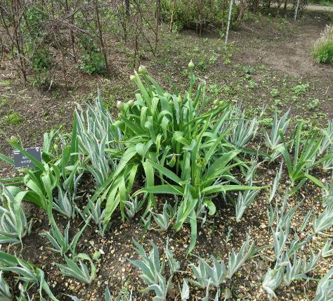 alliumforspr1cristophiigarnonswilliams