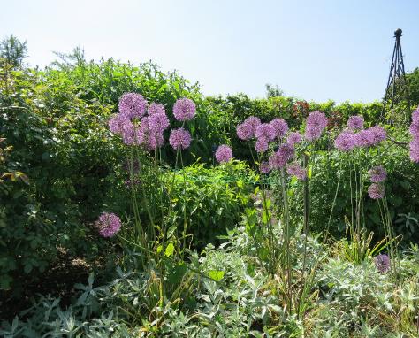 alliumforsum1cristophiigarnonswilliams