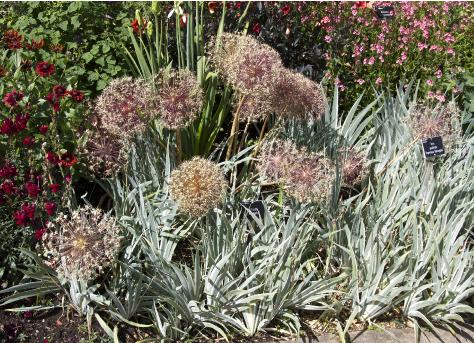 alliumforsum2cristophiikavanagh