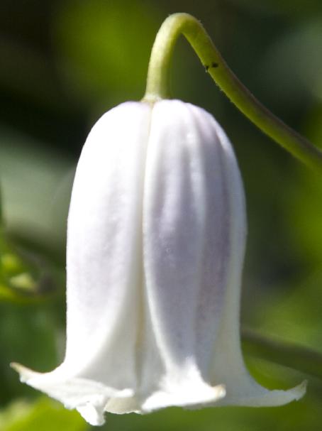 clematisflokaiukavanagh