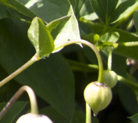 clematisflobudkaiugarnonswilliams