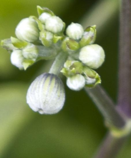 clematisflobud1bonstedtiikavanagh