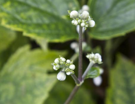 clematisflobud2bonstedtiikavanagh