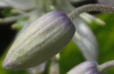 clematisflobud3bonstedtiikavanagh