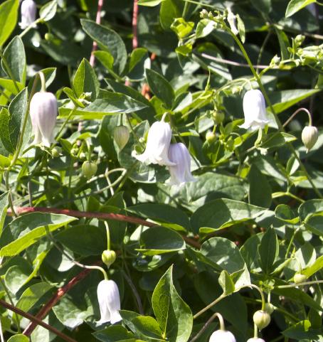 clematisfloskaiukavanagh