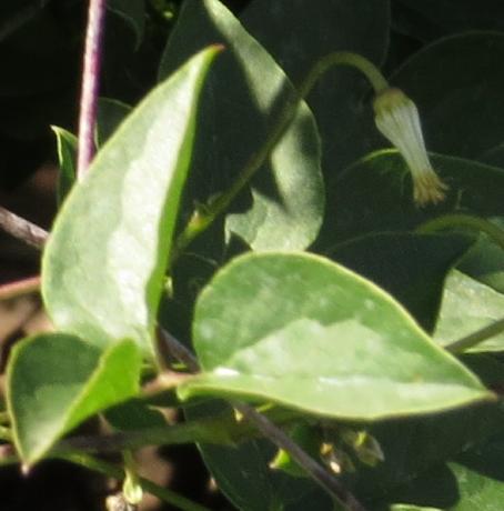 clematisfolkaiugarnonswilliams