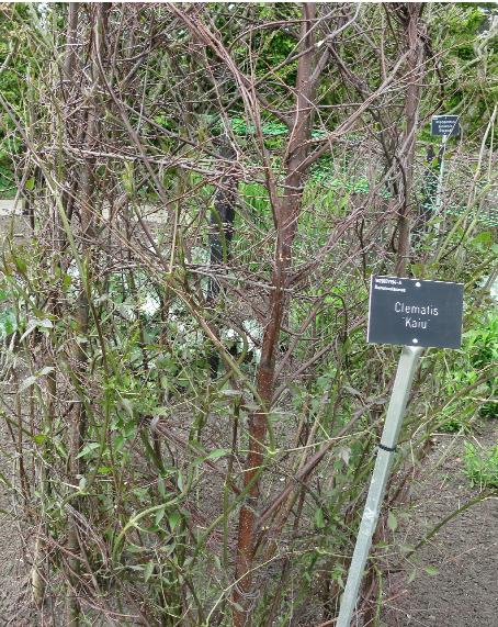 clematisfolsprkaiugarnonswilliams