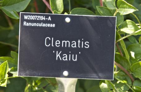clematislabelkaiugarnonswilliams