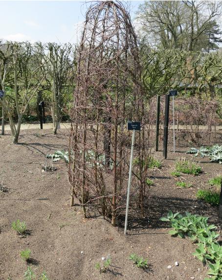 clematissupport1kaiugarnonswilliams