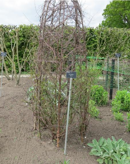 clematissupport2kaiugarnonswilliams