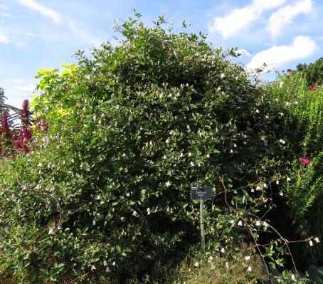 clematissupport3kaiugarnonswilliams