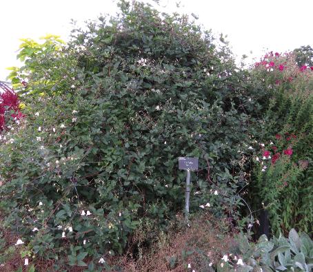 clematissupport4kaiugarnonswilliams