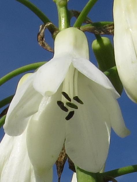 galtoniaflocandicansgarnonswilliams